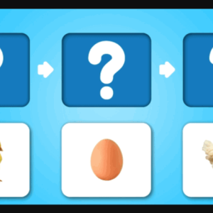 Animal Life Cycle