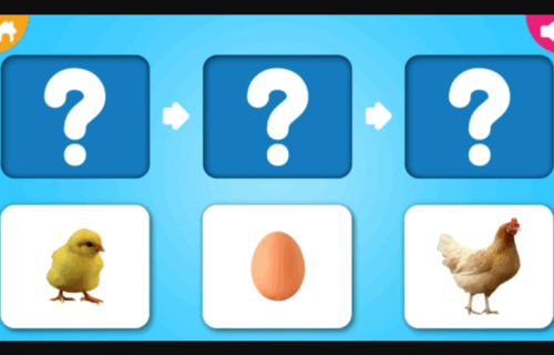 Animal Life Cycle